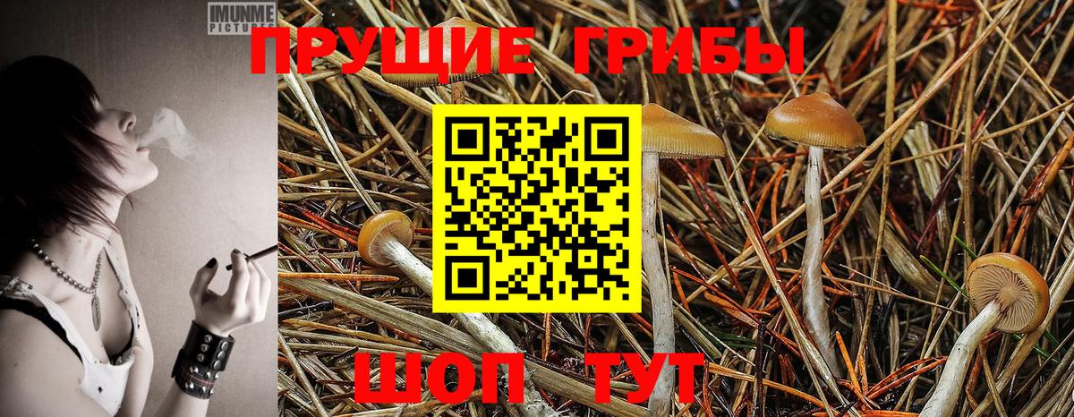 Санкт-Петербург  Псилоцибиновые грибы Psilocybe  Вход с VPN 